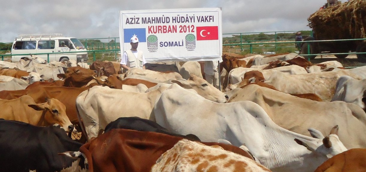 2012 Yurt Dışı Kurban Fotoğrafları