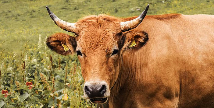 KURBAN BAĞIŞ KILAVUZU 2025