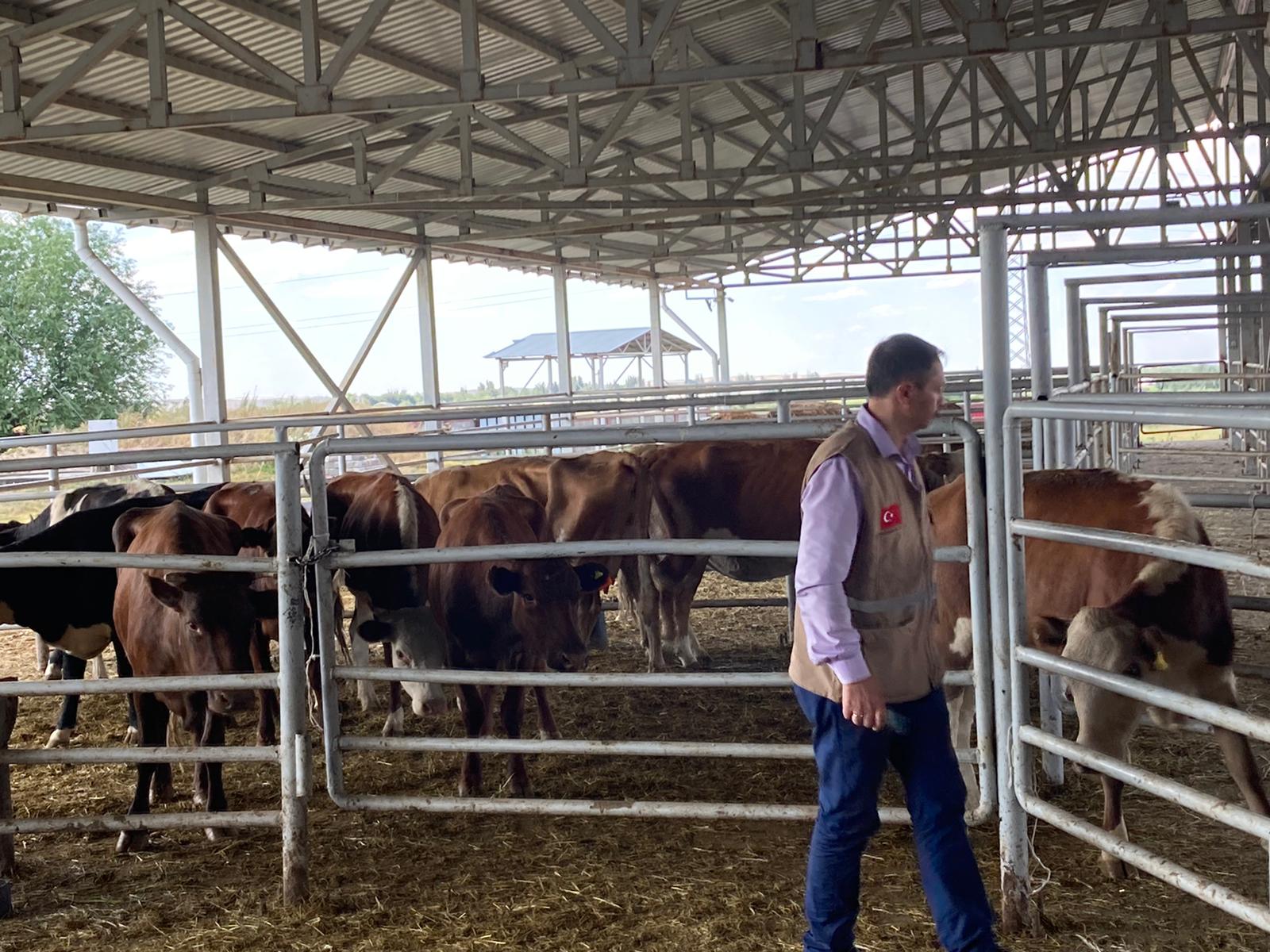 2022 YURT İÇİ VE YURT DIŞI KURBAN VİDEO VE FOTOĞRAFLARI