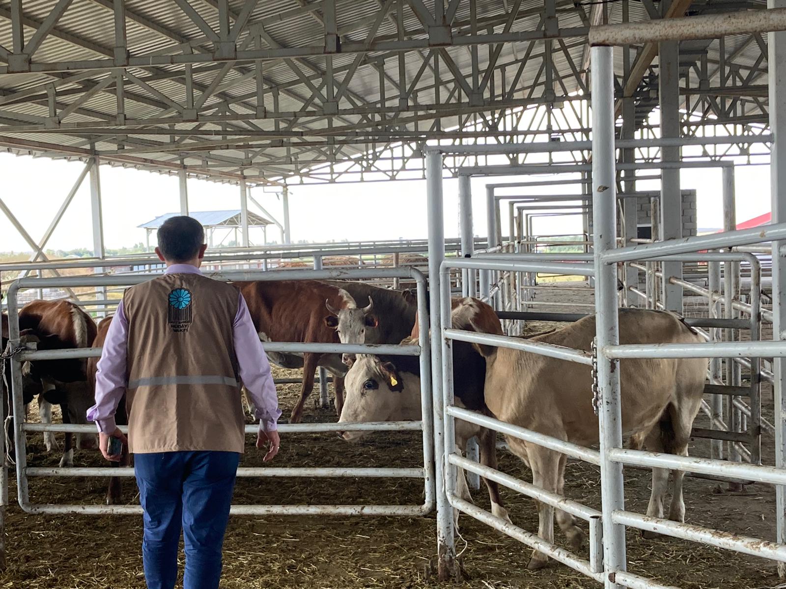 2022 YURT İÇİ VE YURT DIŞI KURBAN VİDEO VE FOTOĞRAFLARI