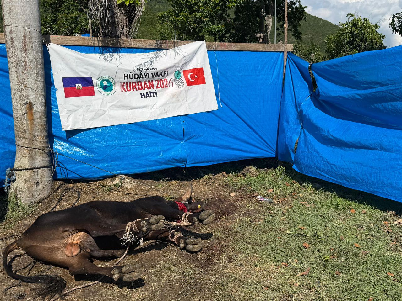 2026 Yurt İçi ve Yurt Dışı Kurban Hizmetlerimizden Video ve Fotoğraflar