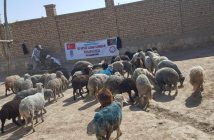 ADAK KURBANLARINIZ İHTİYAÇ SAHİPLERİ VE KURAN TALEBELERİNE ULAŞTI